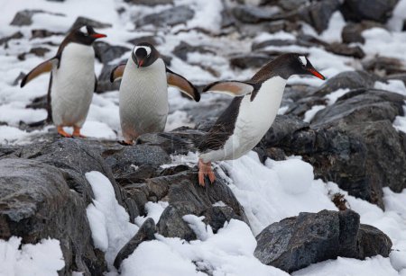 Foto de Apunte a las Islas Yalour para ver Chinstrap, Gentoo y Adelie Penguins - Imagen libre de derechos