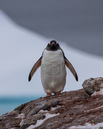 Apunte a las Islas Yalour para ver Chinstrap, Gentoo y Adelie Penguins