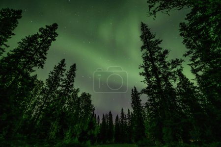 Foto de Vista de la brillante Aurora verde que brilla sobre el paisaje forestal brumoso sueco en Tannfforsen Cascada rayos de luz Luces del Norte cielo de color en diferentes colores suaves, norte de Suecia, Escandinavia - Imagen libre de derechos