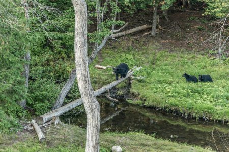 Foto de Madre del oso negro y cachorro de bebé trepando en un árbol hora de verano superior, Acadieville Nuevo Brunswick Canadá. - Imagen libre de derechos