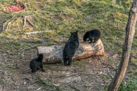 Téléchargez les photos : Ours noir mère et bébé ourson grimpant dans un arbre en plein été, Acadieville Nouveau-Brunswick Canada. - en image libre de droit