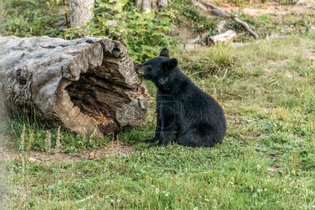 Foto de Negro oso madre y bebé cachorro hora de verano, Acadieville Nuevo Brunswick Canadá. - Imagen libre de derechos