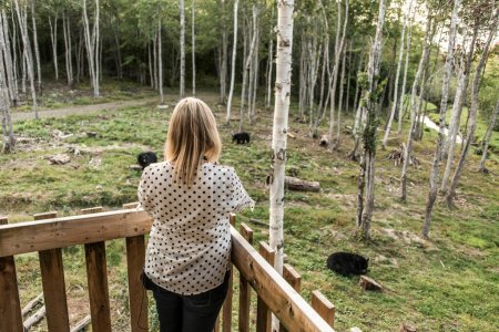 Téléchargez les photos : Fille observant la mère et le petit ourson de l'ours noir en été, Acadieville Nouveau-Brunswick Canada. - en image libre de droit