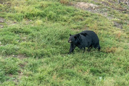 Téléchargez les photos : L'ours noir sauvage se promène dans les forêts du parc national Acadieville, Nouveau-Brunswick Rivière Kouchibouguac Canada. - en image libre de droit