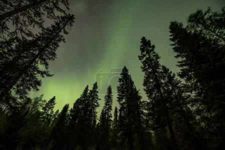 Téléchargez les photos : Vue du vert brillant Aurora brillant sur le paysage forestier brumeux suédois à Tannfforsen Rayons lumineux de cascade aurores boréales ciel de couleur dans différentes couleurs douces, Suède du Nord, Scandinavie - en image libre de droit