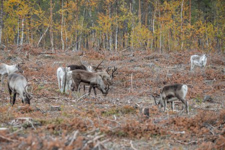 Téléchargez les photos : Renne Rangifer tarandus Troupeau et jeune veau aperçus dans la partie nord de la Suède Lappland Suède jokkmokk. - en image libre de droit