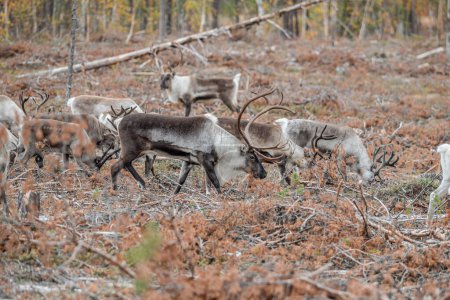 Photo for Reindeer Rangifer tarandus Herd and young calf spotted in northern part of Swedish Lappland Sweden jokkmokk. - Royalty Free Image