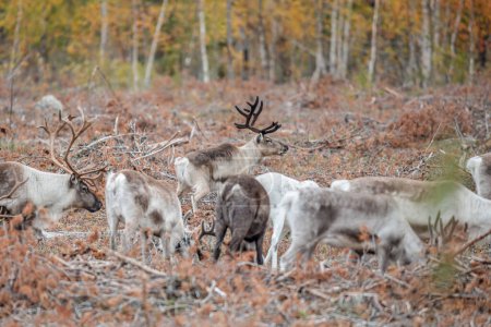 Foto de Reno Rangifer tarandus Rebaño y ternera joven vistos en la parte norte de Suecia Lappland Suecia jokkmokk. - Imagen libre de derechos