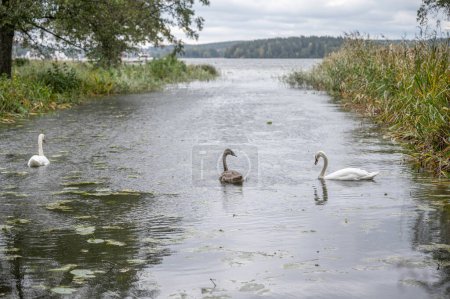 Photo for Swan family in front of Gripsholm castle located in Mariefred Sodermanland Sweden. - Royalty Free Image