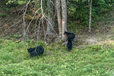 Téléchargez les photos : Ours noir mère et bébé ourson grimpant dans un arbre en plein été, Acadieville Nouveau-Brunswick Canada. - en image libre de droit