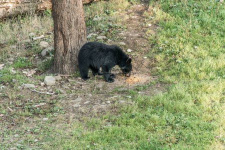 Téléchargez les photos : Black Bear mother and baby cub summer time, Acadieville Nouveau-Brunswick Canada. - en image libre de droit