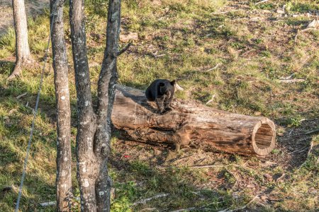 Foto de Madre del oso negro y cachorro de bebé trepando en un árbol hora de verano superior, Acadieville Nuevo Brunswick Canadá. - Imagen libre de derechos