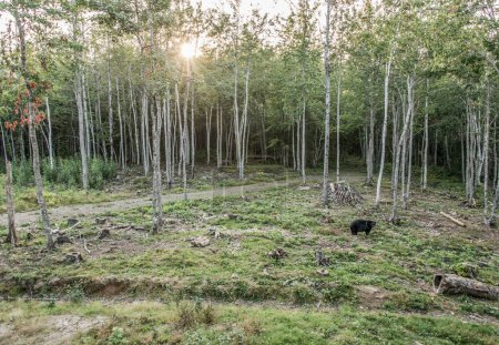 Foto de Oso Negro salvaje camina en los bosques del Parque Nacional de Acadieville, Nuevo Brunswick Kouchibouguac River Canadá. - Imagen libre de derechos