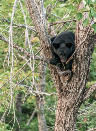 Photo for Black Bear mother and baby cub climbing in a tree top summer time, Acadieville New Brunswick Canada. - Royalty Free Image