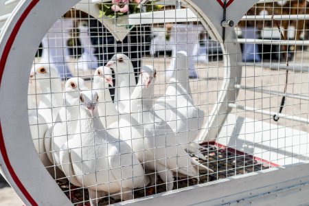 Photo for Wedding releasing white doves on a sunny day in a cage. - Royalty Free Image