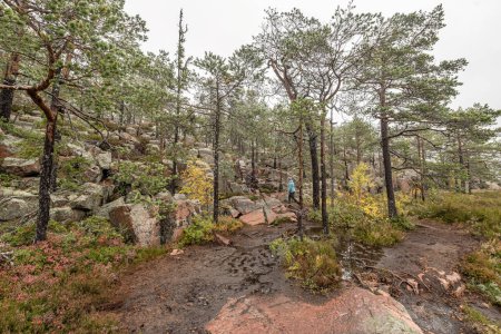 Foto de Sendero en el bosque entre árboles en el Parque Nacional Skuleskogen en Suecia en el norte de Europa Hoga Kusten. - Imagen libre de derechos