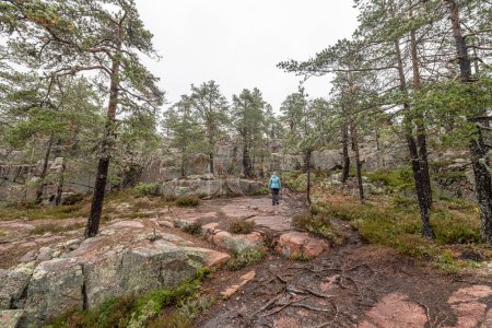 Photo for Hiking footpath in forest between trees in Skuleskogen National Park in Sweden in northern Europe Hoga Kusten. - Royalty Free Image