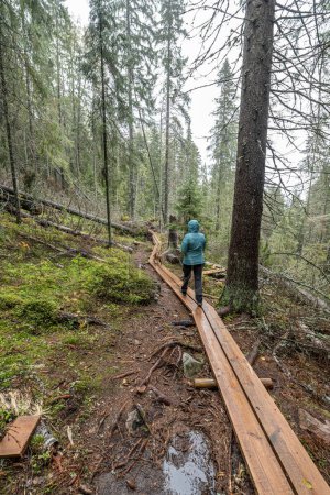 Téléchargez les photos : Sentier de randonnée en bois dans la forêt entre les arbres dans le parc national Skuleskogen en Suède dans le nord de l'Europe Hoga Kusten. - en image libre de droit