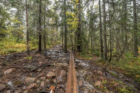 Téléchargez les photos : Sentier de randonnée en bois dans la forêt entre les arbres dans le parc national Skuleskogen en Suède dans le nord de l'Europe Hoga Kusten. - en image libre de droit