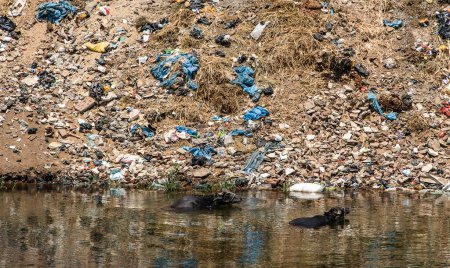Foto de Río Nil en Egipto lleno de basura y plástico desastre ecológico. - Imagen libre de derechos