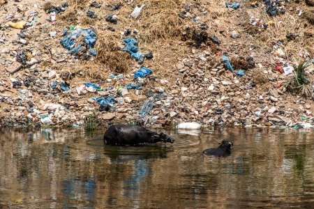 Foto de Río Nil en Egipto lleno de basura y plástico desastre ecológico. - Imagen libre de derechos