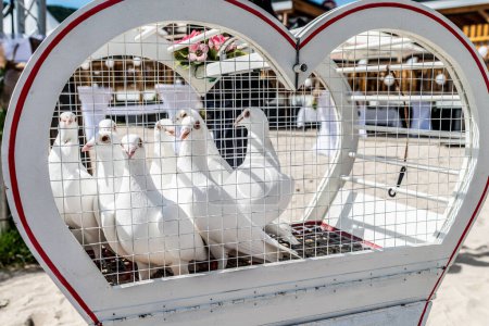 Photo for Wedding releasing white doves on a sunny day in a cage. - Royalty Free Image