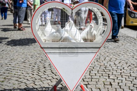 Téléchargez les photos : Mariage libérant colombes blanches sur une journée ensoleillée dans une cage. - en image libre de droit