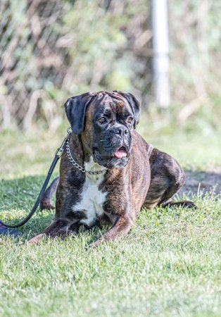 Photo for Beautiful German Boxer Dog sitting in front of green gras in a park looking cute. - Royalty Free Image
