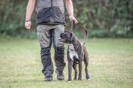 Téléchargez les photos : Boxer chien Entraînement près de ses jambes de propriétaire pendant le cours d'obéissance de chien. - en image libre de droit