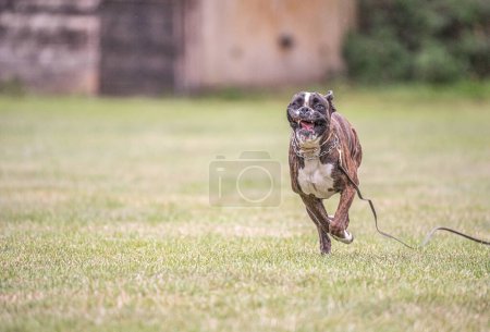 Photo for Boxer dog runs on green grass summer lawn outdoor park walking funny cute short haired boxer dog breed. - Royalty Free Image