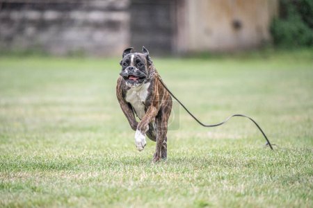 Photo for Boxer dog runs on green grass summer lawn outdoor park walking funny cute short haired boxer dog breed. - Royalty Free Image