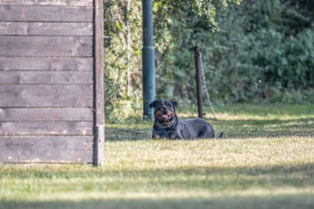 Téléchargez les photos : Jeune chien rottweiler noir dressage pour la protection du sport et de la police. - en image libre de droit