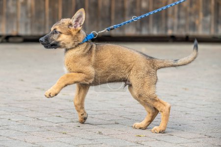 Foto de Lindo perro pastor alemán marrón bebé cachorro mira de cerca al propietario. - Imagen libre de derechos