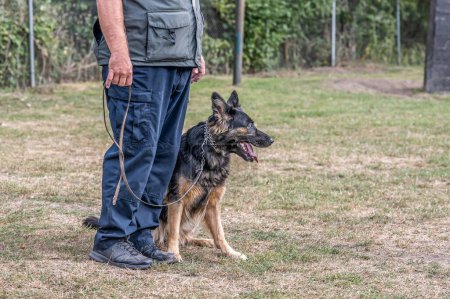 Foto de Hermoso perro pastor alemán, inteligente y fácil de entrenar durante el entrenamiento. - Imagen libre de derechos