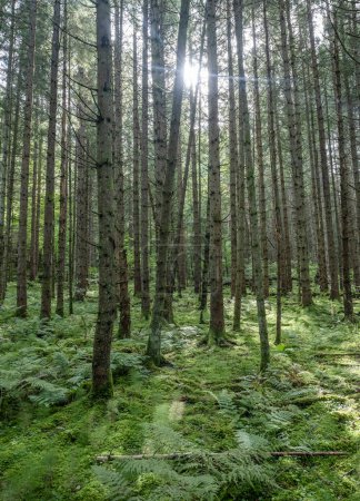 Téléchargez les photos : Belle forêt naturelle pinetree près du lac Ragnerudssjoen en Dalsland Suède. - en image libre de droit