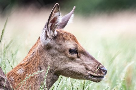 Foto de Fawn ciervo de la fauna en alemán Reh, Kitz o Rehkitz Capreolus capreolus de cerca caminando en el gras. - Imagen libre de derechos