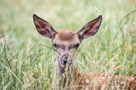 Foto de Fawn ciervo de la fauna en alemán Reh, Kitz o Rehkitz Capreolus capreolus de cerca caminando en el gras. - Imagen libre de derechos