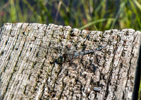 Téléchargez les photos : Une grande libellule près du lac dans le parc national de la Mauricie Québec, Canada par une belle journée. - en image libre de droit