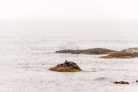 Téléchargez les photos : Exploration de la faune des phoques à la plage dans la brume matinale au parc national Kejimkujik Seaside, Nouvelle-Écosse, Canada. - en image libre de droit