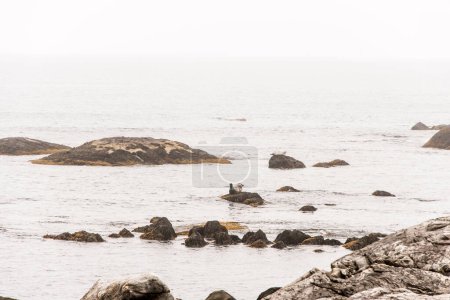 Foto de Explorando la vida silvestre de las focas en la playa en la niebla de la mañana en el Parque Nacional Kejimkujik Seaside, Nueva Escocia, Canadá. - Imagen libre de derechos