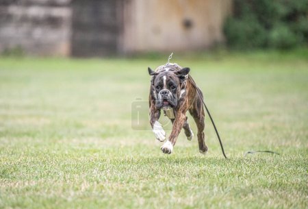 Téléchargez les photos : Boxer chien fonctionne sur gazon vert été pelouse parc en plein air marche drôle mignonne courte chevelure boxer chien race. - en image libre de droit