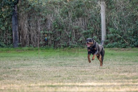 Foto de Joven negro rottweiler perro entrenamiento para protección deporte y policía. - Imagen libre de derechos