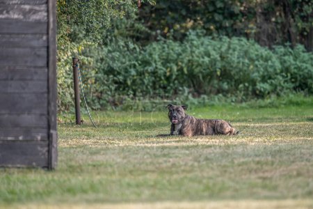 Foto de Pit Bull perro yace en la hierba. Perro de compañía, perro guardián. Caminando bravucón americano. - Imagen libre de derechos
