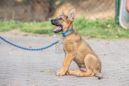 Téléchargez les photos : Mignon chien berger allemand brun bébé chiot regarde de près le propriétaire. - en image libre de droit