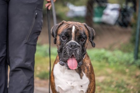Téléchargez les photos : Beau chien allemand Boxer assis en face de gras verts dans un parc à la recherche mignon. - en image libre de droit