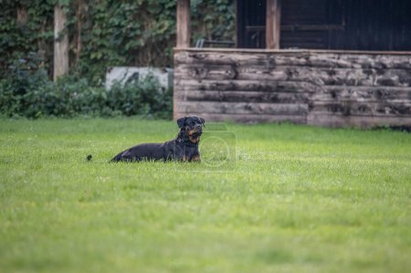 Foto de Joven negro rottweiler perro entrenamiento para protección deporte y policía. - Imagen libre de derechos
