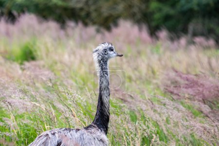 Photo for Austrailian Wildlife Emu Dromaius novaehollandiae, close up portrait walking in the bush grass. - Royalty Free Image
