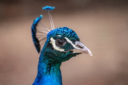 Téléchargez les photos : Portrait d'un paon bleu dans la nature. Gros plan sur la faune. - en image libre de droit