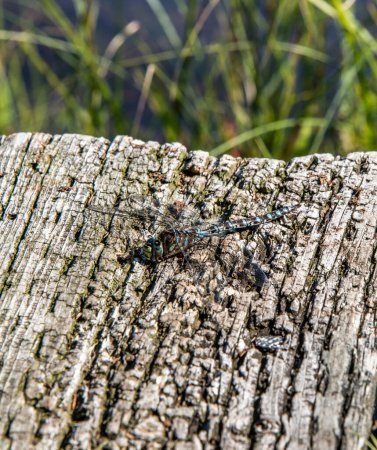 Foto de Una libélula grande cerca del lago en el Parque Nacional La Mauricie Quebec, Canadá en un hermoso día. - Imagen libre de derechos