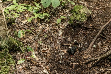 Téléchargez les photos : Ours noir sauvage Ursus americanus excréments dans le parc national de la Mauricie Québec, Canada par une belle journée semble avoir mangé des baies sauvages - en image libre de droit